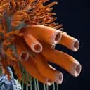 Coral Lasher