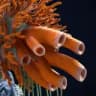 Coral Lasher
